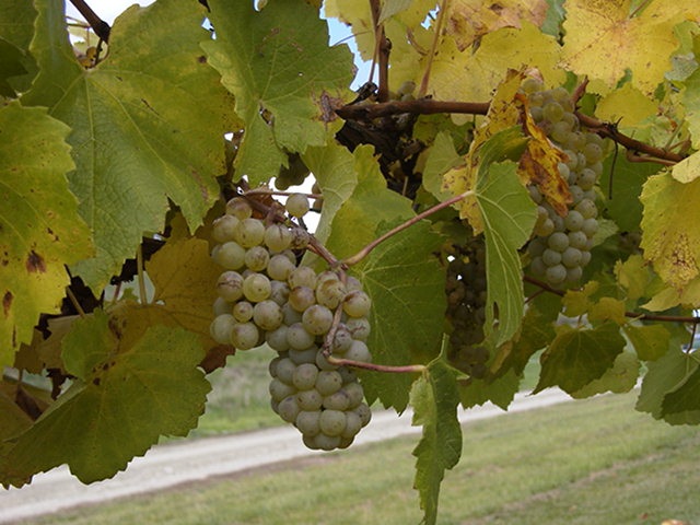 Grapes grow on vines almost 20 years old